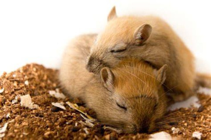 gerbil mice sleeping