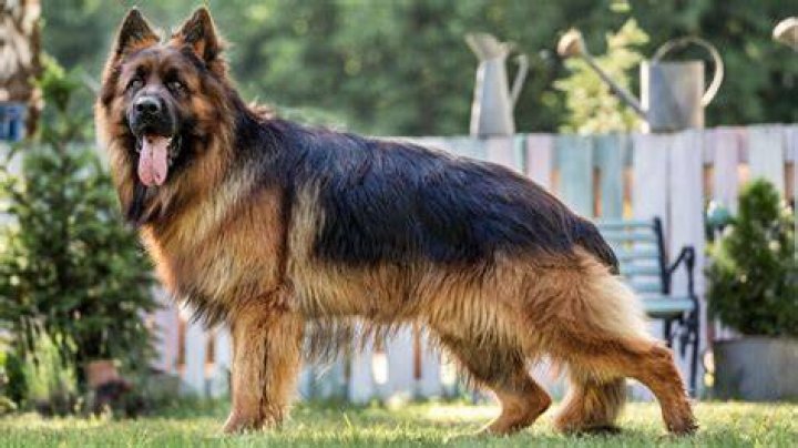 german shepherd