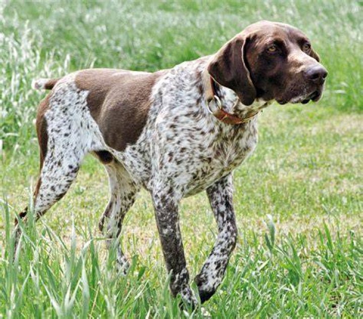 German shorthaired dog on the lawn