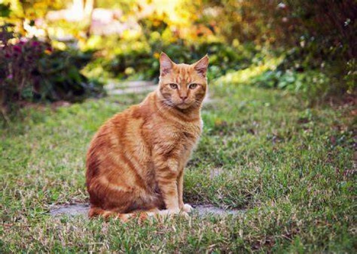 Ginger cat sitting outside with snow on the ground