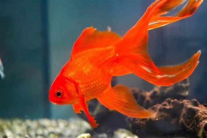 Goldfish fry_zoosnow_Pixabay