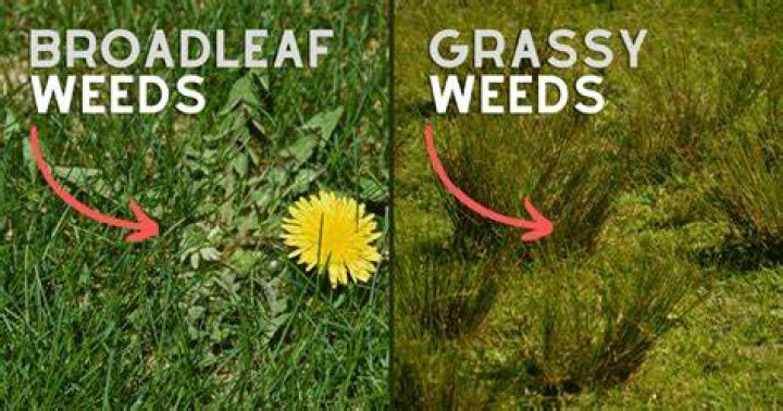 Grassy weeds