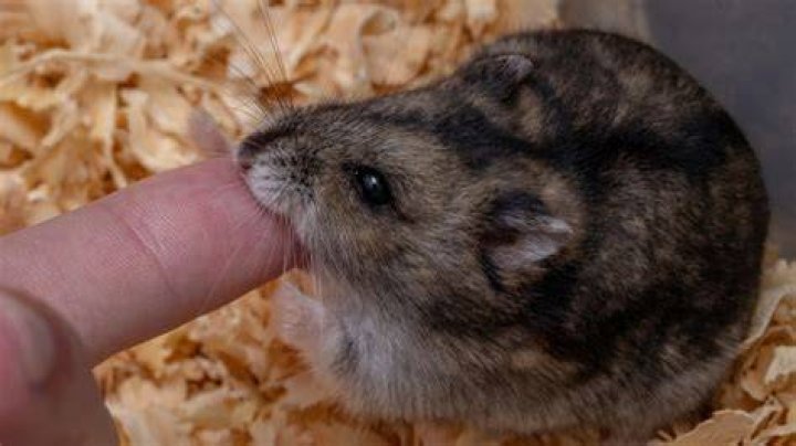 hamster biting finger
