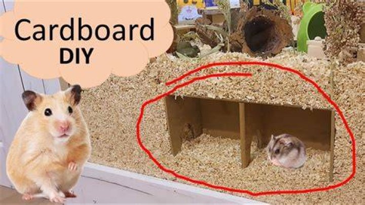 Hamster Cardboard