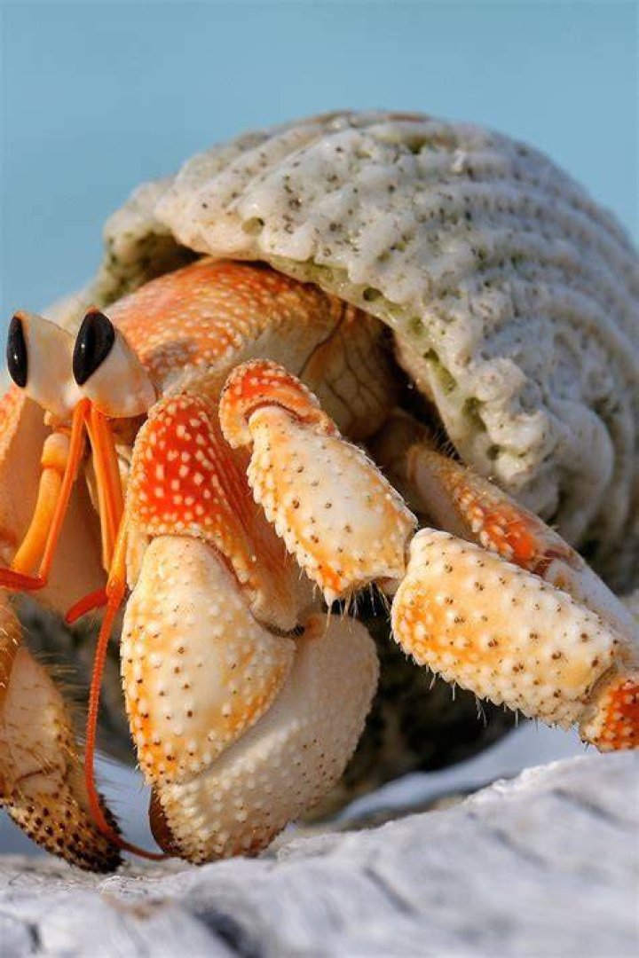 hand carrying hermit crab without shell