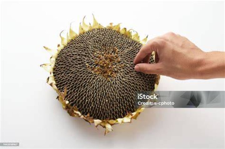 hand taking seeds from a seed library