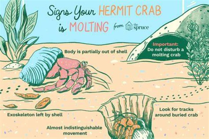 Has Your Hermit Crab Left Its Shell? 5 Possible Reasons