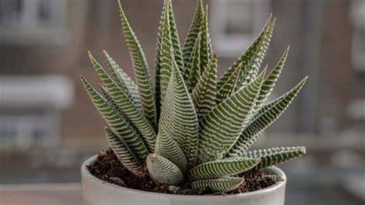 Haworthia plant