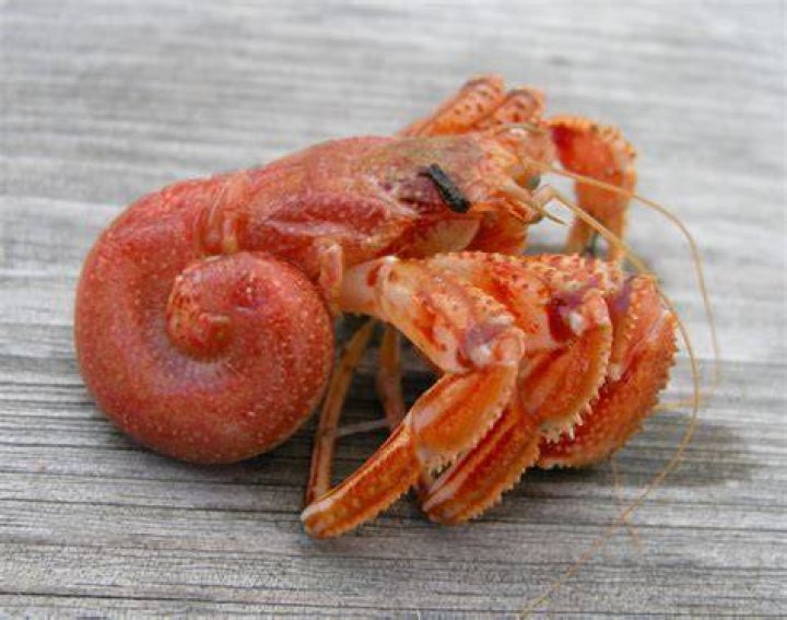 hermit crab without shell