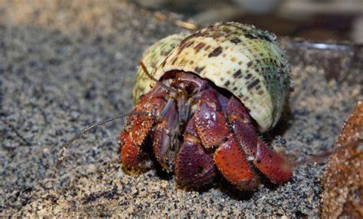 hermit crabs