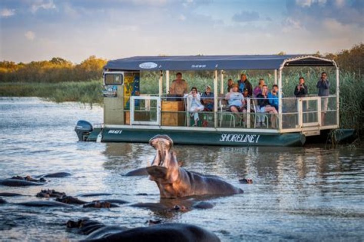 Hippos in Durban St Lucia crss orad in the cuty