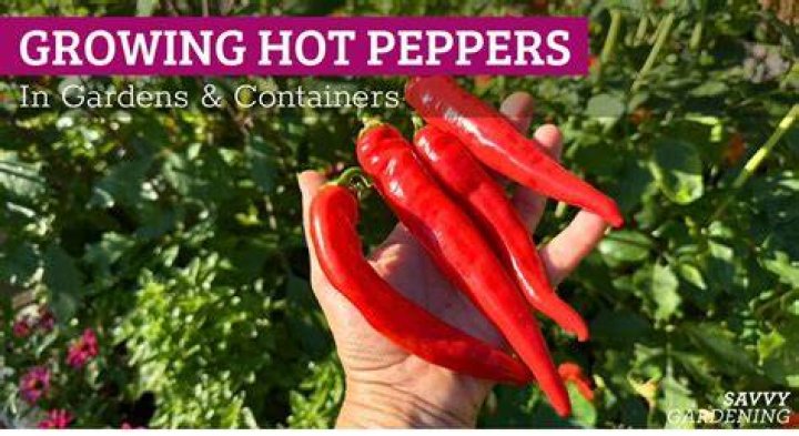 Hot peppers grow in hot climates, which may explain why many cultures use spicy foods in their cooking. Photo / 123RF