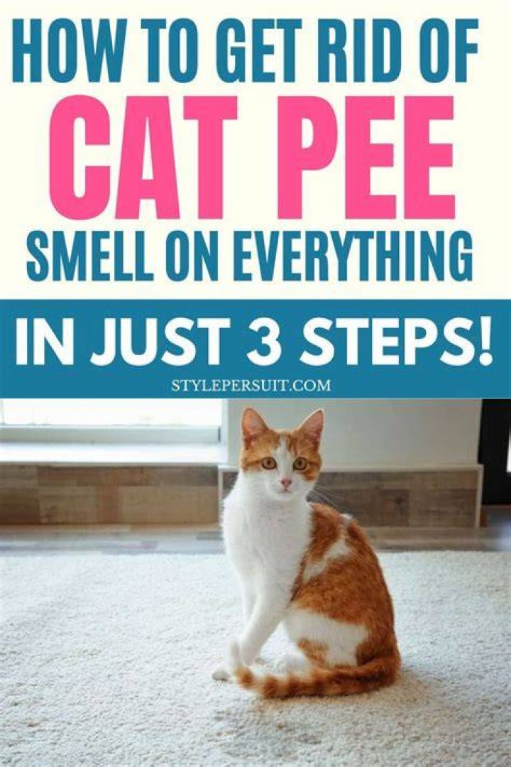How to Get Rid of Cat Pee Smell For Good: 8 Effective Ways