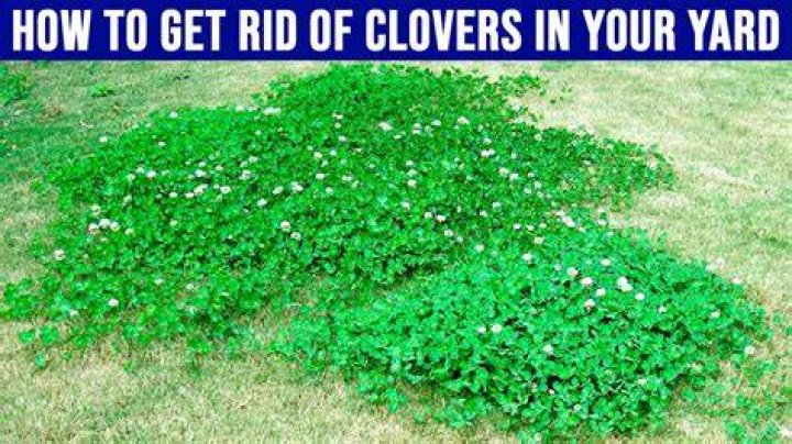 How to Get Rid of Clover in Your Lawn