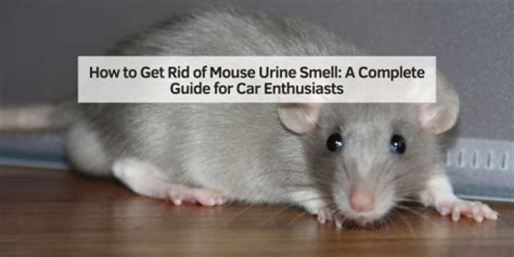 How to Get Rid of Mouse Urine Smell in Garage (6 Ideas & Tips)