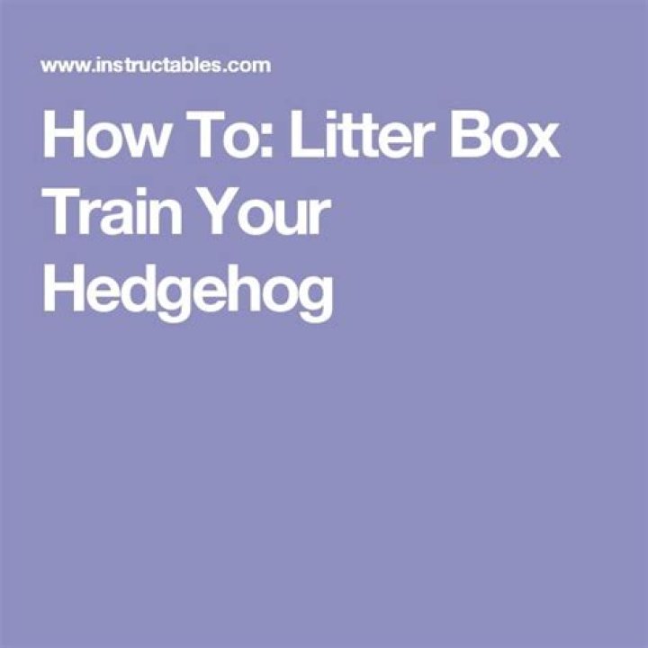 How to Litter Train a Hedgehog: 4 Simple Steps
