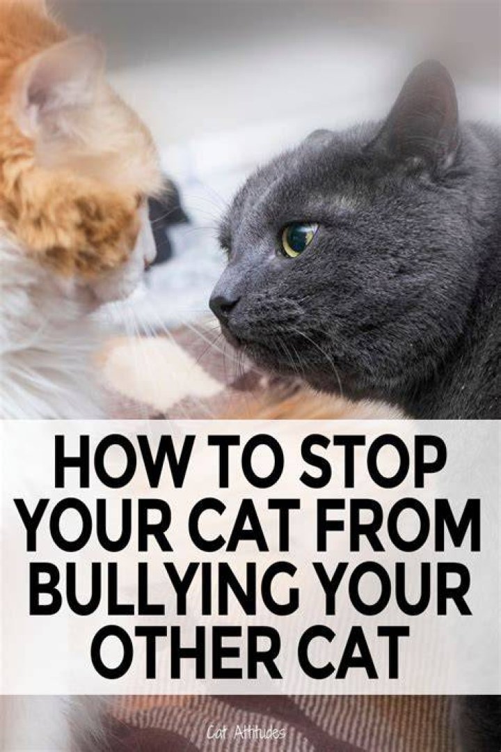 How to Stop My Cat from Bullying My Other Cat? 9 Helpful Tips