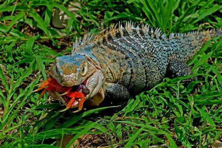 Iguana Eating
