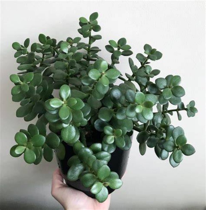 jade succulent plant
