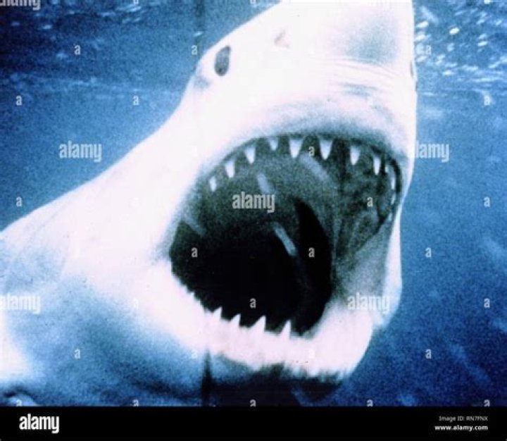 Jaws 