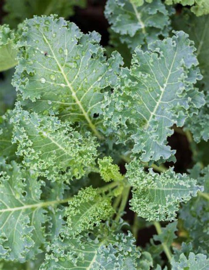 kale