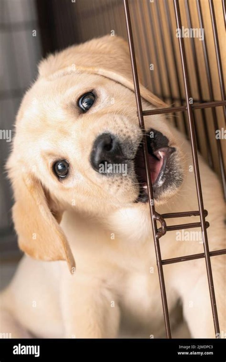 labrador puppy bites cage