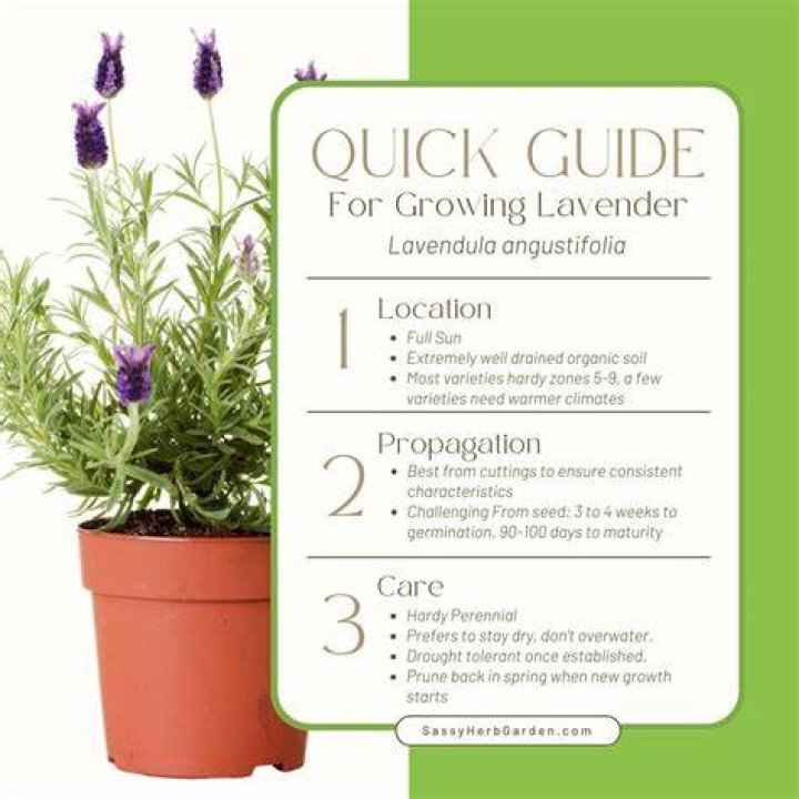 lavender plant