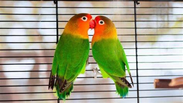 Lilian&rsquo;s Lovebirds