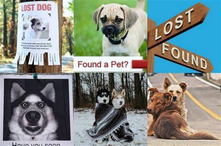 Lost & Found Dogs, Cats, and Pets in Michigan 48161 Page 1 PawBoost