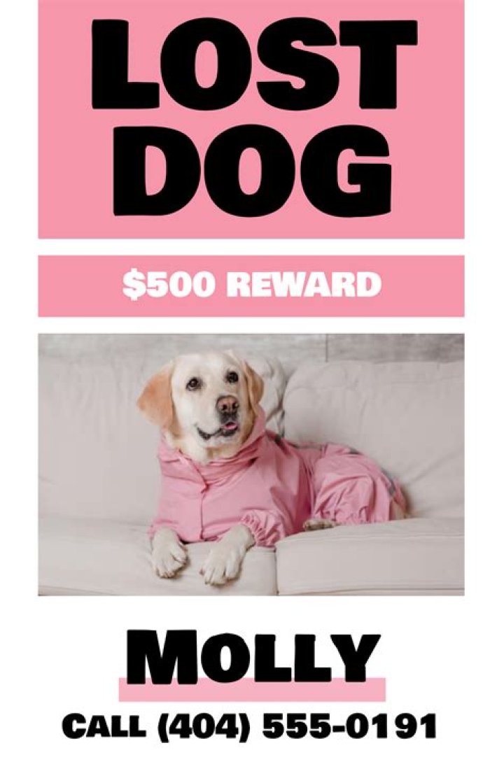 Lost Dog Female Toledo, OH, USA 43607 Losing a dog, Dogs