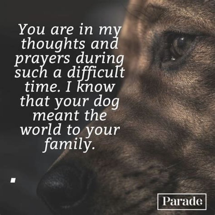 Lost My Dog Quotes