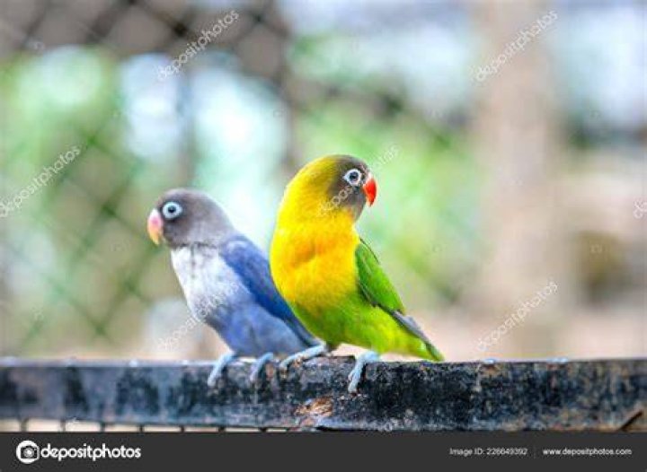 Lovebird parrots sitting together