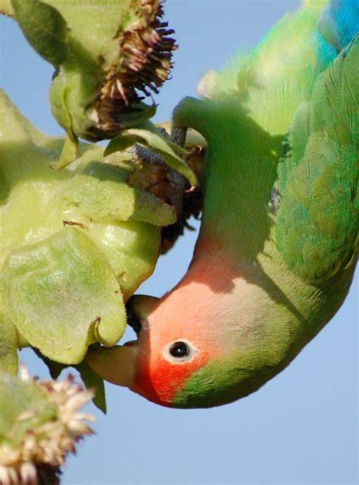 Lovebirds eating