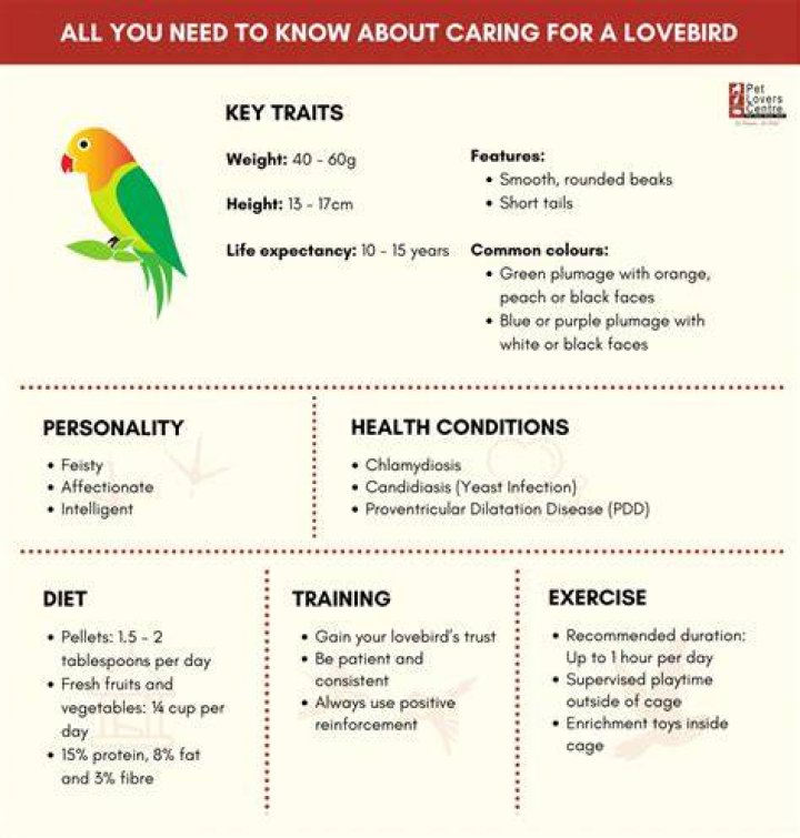 Lovebirds: Personality, Food, & Care Guide (With Pictures)