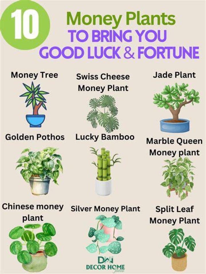 Lucky Plants That Can Bring Good Fortune