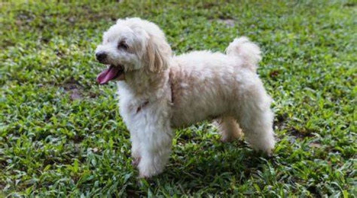 Malteagle in the park