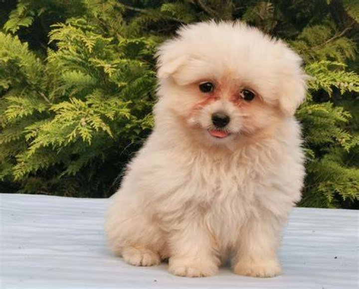 Maltipom