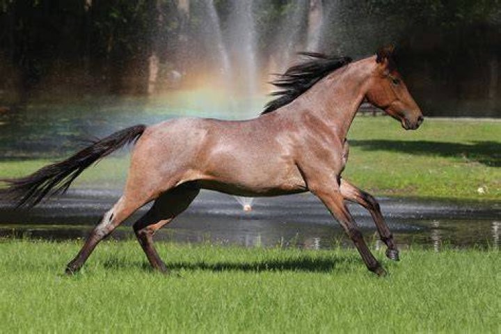 Mangalarga Marchador Horse
