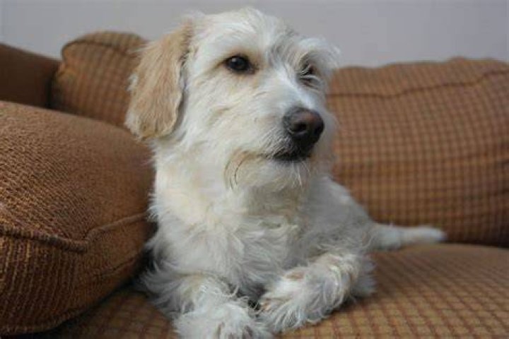 Mauxie mixed dog breed