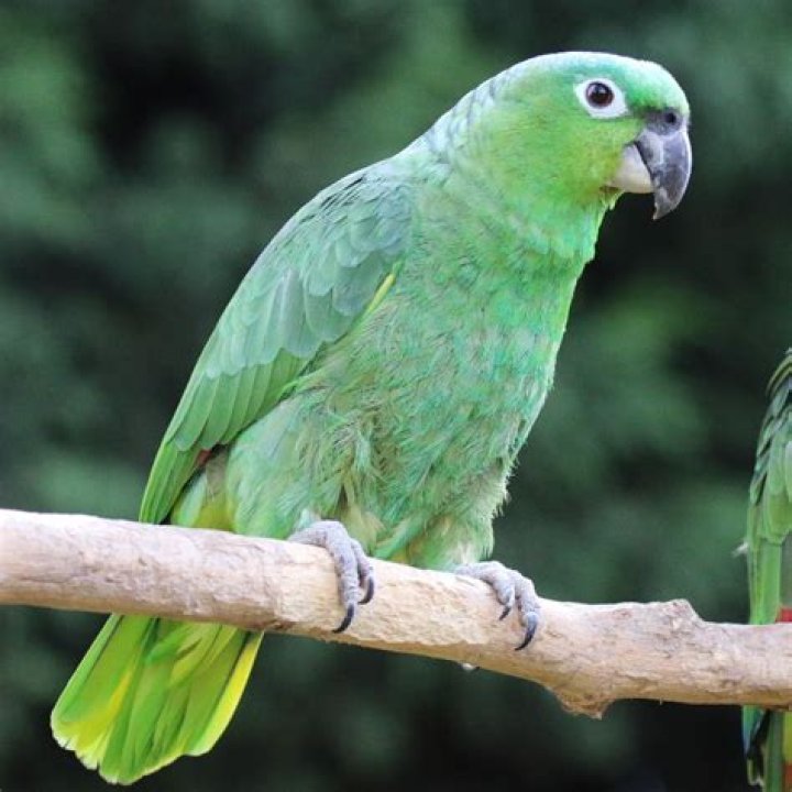 Mealy Amazon parrot on the branch of the tree_Michal Sloviak_Shutterstock
