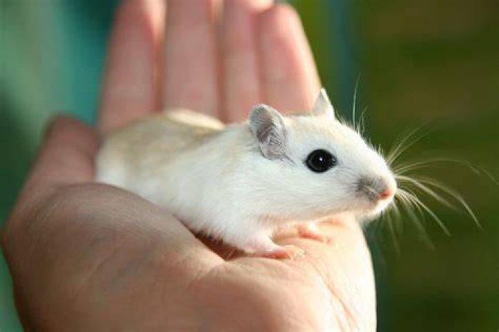 mongolian gerbil mice