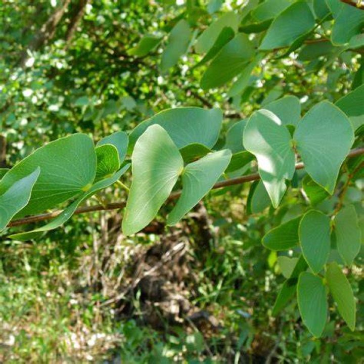 Mopane Mopane
