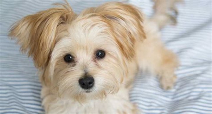 morkie mix