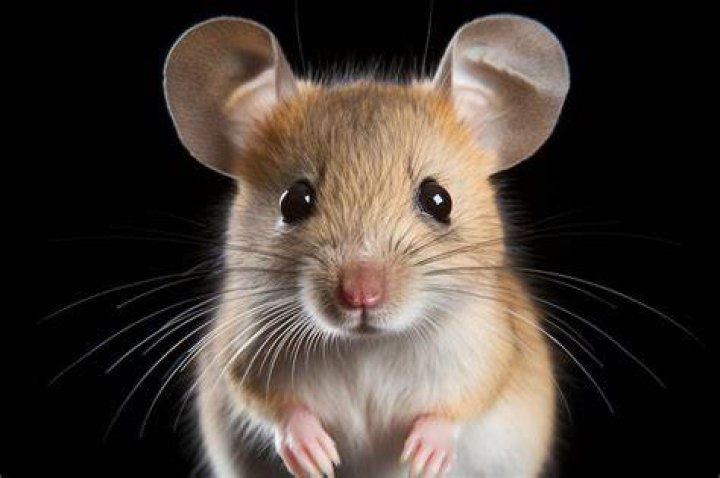 mouse up close