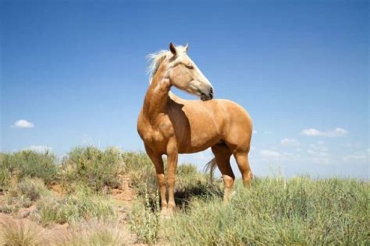 Mustang horse