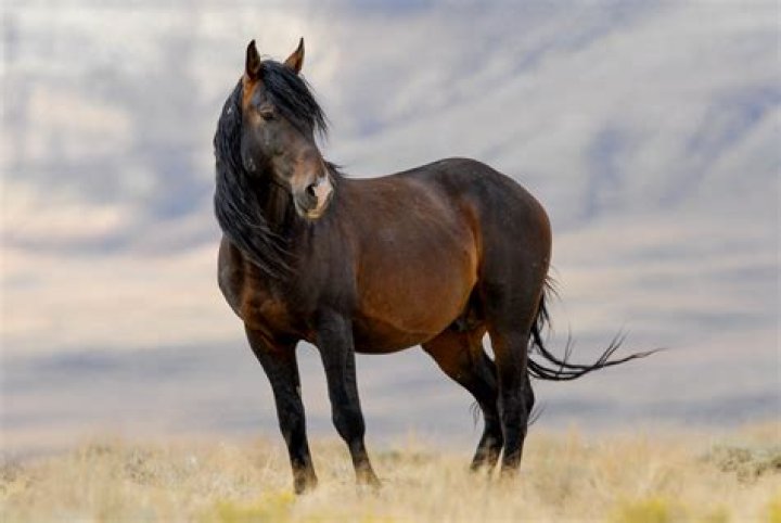 Mustang horses