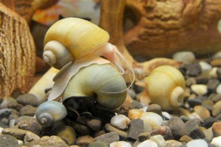 Mystery Snail Breeding Guide: 5 Simple Steps