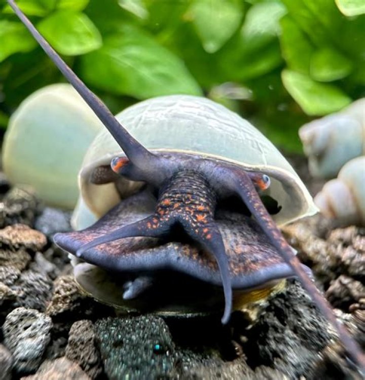 Mystery snail eggs_Pixabay