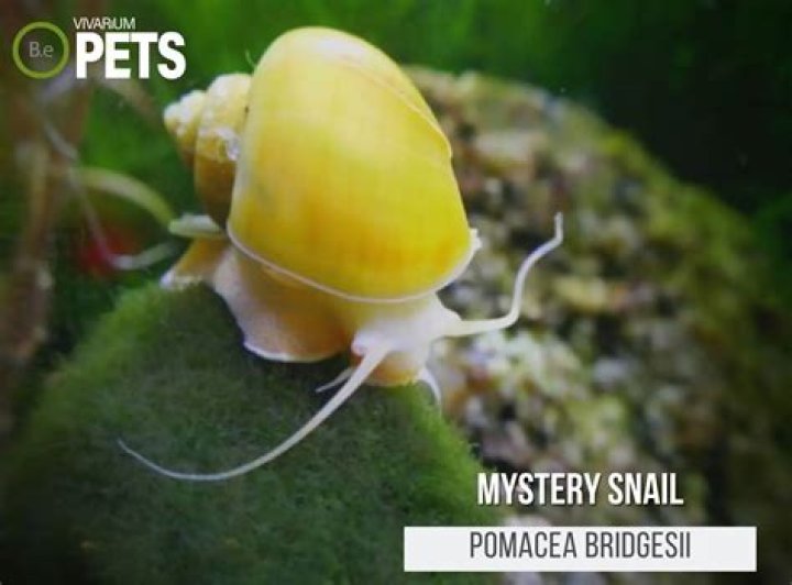 mystery snails