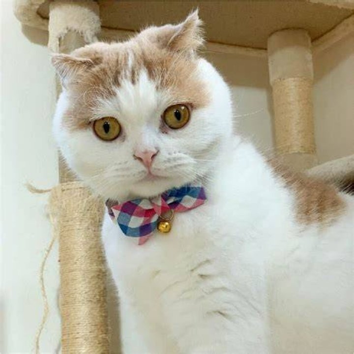 Necoichi Perfect Picnic Bowtie Cotton Breakaway Collar